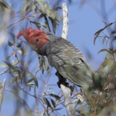 Callocephalon fimbriatum (Gang-gang Cockatoo) at Michelago, NSW - 17 Oct 2020 by Illilanga