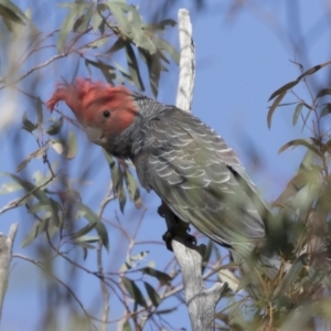 Callocephalon fimbriatum at Michelago, NSW - suppressed