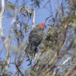 Callocephalon fimbriatum at Michelago, NSW - suppressed