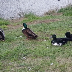 Anas platyrhynchos (Mallard (Domestic Type)) at Goulburn, NSW - 8 Apr 2023 by Aussiegall