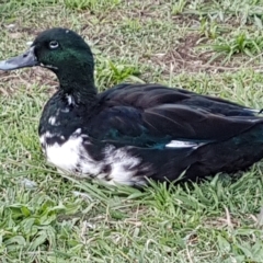 Anas platyrhynchos at Goulburn, NSW - 8 Apr 2023 02:08 PM