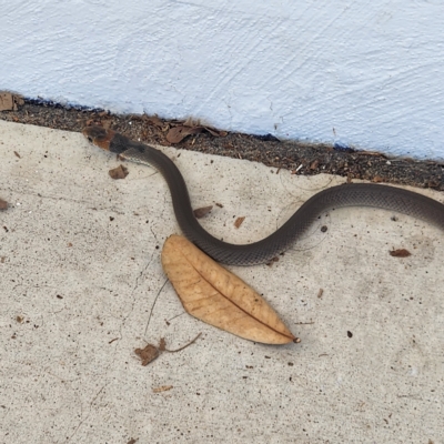 Unidentified Snake at Peregian Beach, QLD - 10 Apr 2023 by AaronClausen