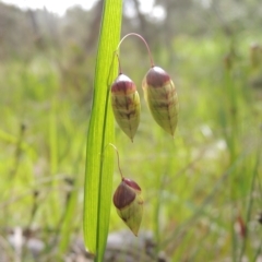 Briza maxima (Quaking Grass, Blowfly Grass) at Bruce Ridge to Gossan Hill - 30 Oct 2022 by michaelb