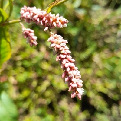 Persicaria lapathifolia (Pale Knotweed) at The Pinnacle - 10 Apr 2023 by VanceLawrence