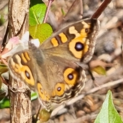 Junonia villida (Meadow Argus) at Bungendore, NSW - 10 Apr 2023 by clarehoneydove