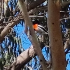 Petroica boodang (Scarlet Robin) at Bungendore, NSW - 10 Apr 2023 by clarehoneydove