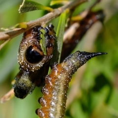 Pterygophorus cinctus (Bottlebrush sawfly) at Florey, ACT - 10 Apr 2023 by Kurt