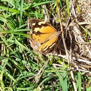 Heteronympha merope at Hawker, ACT - 10 Apr 2023 10:36 AM