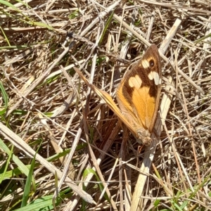 Heteronympha merope at Hawker, ACT - 10 Apr 2023 10:36 AM