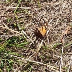 Heteronympha merope at Hawker, ACT - 10 Apr 2023 10:36 AM