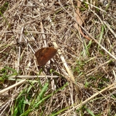 Heteronympha merope at Hawker, ACT - 10 Apr 2023 10:36 AM