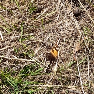 Heteronympha merope at Hawker, ACT - 10 Apr 2023 10:36 AM