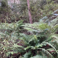 Dicksonia antarctica (Soft Treefern) at Cotter River, ACT - 8 Apr 2023 by NickiTaws