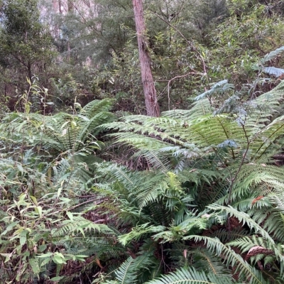 Dicksonia antarctica (Soft Treefern) at Cotter River, ACT - 9 Apr 2023 by NickiTaws