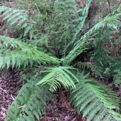 Dicksonia antarctica (Soft Treefern) at Namadgi National Park - 8 Apr 2023 by NickiTaws