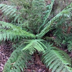 Dicksonia antarctica at Cotter River, ACT - suppressed