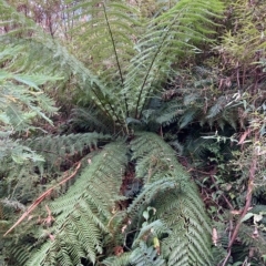 Dicksonia antarctica (Soft Treefern) at Cotter River, ACT - 8 Apr 2023 by NickiTaws