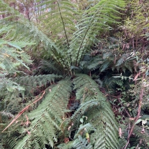 Dicksonia antarctica at Cotter River, ACT - suppressed