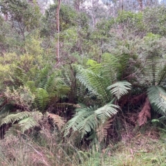 Dicksonia antarctica (Soft Treefern) at Cotter River, ACT - 8 Apr 2023 by NickiTaws