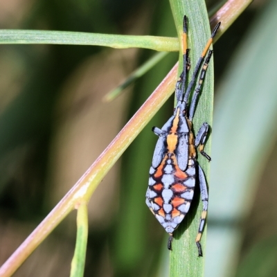 Amorbus alternatus (Eucalyptus Tip Bug) at West Wodonga, VIC - 10 Apr 2023 by KylieWaldon