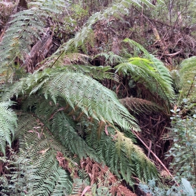 Dicksonia antarctica (Soft Treefern) at Cotter River, ACT - 9 Apr 2023 by NickiTaws