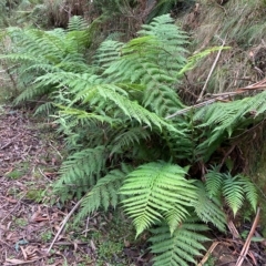 Dicksonia antarctica (Soft Treefern) at Namadgi National Park - 8 Apr 2023 by NickiTaws