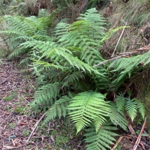 Dicksonia antarctica at Cotter River, ACT - suppressed