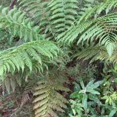 Dicksonia antarctica (Soft Treefern) at Cotter River, ACT - 9 Apr 2023 by NickiTaws