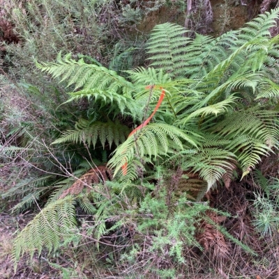 Dicksonia antarctica (Soft Treefern) at Cotter River, ACT - 8 Apr 2023 by NickiTaws