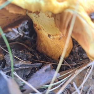 Gymnopilus junonius at Watson, ACT - 10 Apr 2023