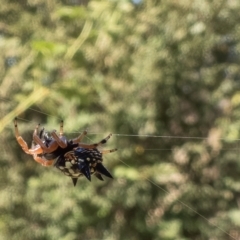 Austracantha minax (Christmas Spider, Jewel Spider) at Throsby, ACT - 10 Apr 2023 by C_mperman