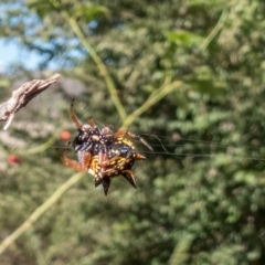 Austracantha minax at Throsby, ACT - 10 Apr 2023 12:25 PM