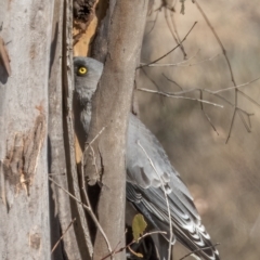 Strepera versicolor (Grey Currawong) at Throsby, ACT - 10 Apr 2023 by C_mperman