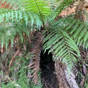 Dicksonia antarctica at Cotter River, ACT - suppressed