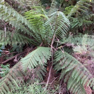 Dicksonia antarctica at Cotter River, ACT - suppressed