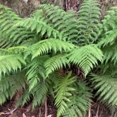 Dicksonia antarctica (Soft Treefern) at Namadgi National Park - 9 Apr 2023 by NickiTaws