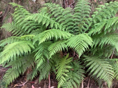 Dicksonia antarctica (Soft Treefern) at Cotter River, ACT - 9 Apr 2023 by NickiTaws