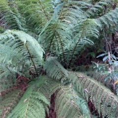 Dicksonia antarctica (Soft Treefern) at Namadgi National Park - 9 Apr 2023 by NickiTaws