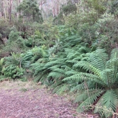 Dicksonia antarctica (Soft Treefern) at Cotter River, ACT - 9 Apr 2023 by NickiTaws