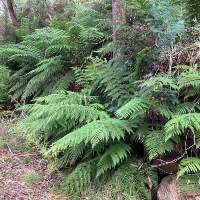 Dicksonia antarctica (Soft Treefern) at Namadgi National Park - 9 Apr 2023 by NickiTaws