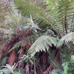 Dicksonia antarctica (Soft Treefern) at Cotter River, ACT - 9 Apr 2023 by NickiTaws