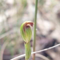 Speculantha rubescens (Blushing Tiny Greenhood) at Acton, ACT - 10 Apr 2023 by Venture