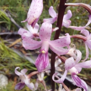 Dipodium roseum at Tennent, ACT - 11 Feb 2023