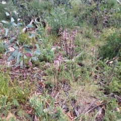 Dipodium roseum at Tennent, ACT - suppressed