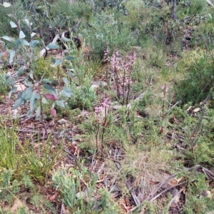 Dipodium roseum at Tennent, ACT - suppressed