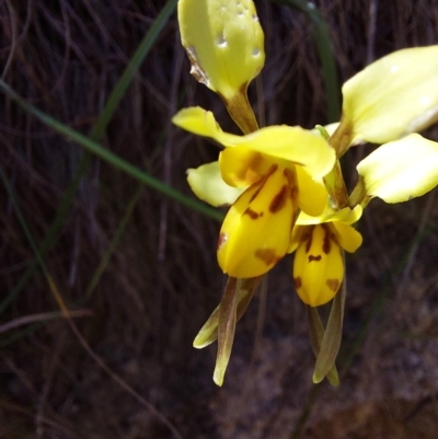 Diuris sulphurea (Tiger Orchid) at Paddys River, ACT - 18 Dec 2022 by Venture