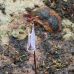 Eriochilus cucullatus (Parson's Bands) at Acton, ACT - 25 Mar 2023 by Venture