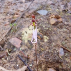 Eriochilus cucullatus at Point 5822 - 25 Mar 2023