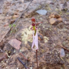 Eriochilus cucullatus at Point 5822 - 25 Mar 2023