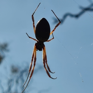 Trichonephila edulis at O'Malley, ACT - 10 Apr 2023